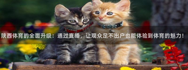 咪咕视频体育直播nba：陕西体育的全面升级：通过直播，让观众足不出户也能体验到体育的魅力！