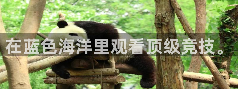 咪咕体育在线观看：在蓝色海洋里观看顶级竞技。